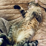 Entry image for Polly