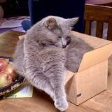 Entry image for Pearl