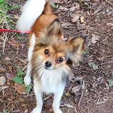 Entry image for Leo Perrito