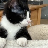 Entry image for Jasper