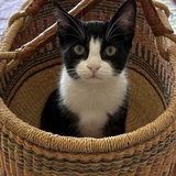 Entry image for Jasper