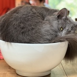 Entry image for Pearl