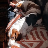 Entry image for Rocky and Lady