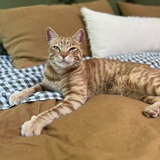 Entry image for Cobie