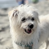 Entry image for Beans