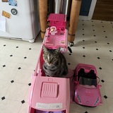 Entry image for Tiny Cat