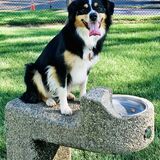 Entry image for Elfie