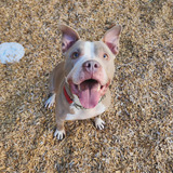 Entry image for Remi