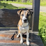 Entry image for Marley