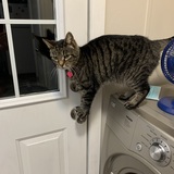 Entry image for Amy Lee