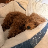 Entry image for Basil