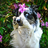 Entry image for Louie