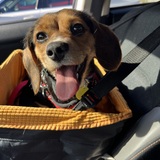 Entry image for Maple