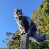 Entry image for Twisty