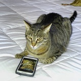 Entry image for Mr. Zeena