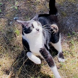 Entry image for Pearl 