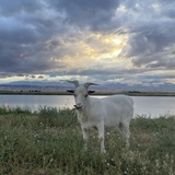 Entry image for Yeti