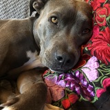 Entry image for Sonora