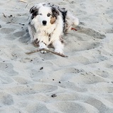 Entry image for Josie Blue