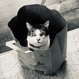 Entry image for Stella