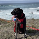 Entry image for Pepper