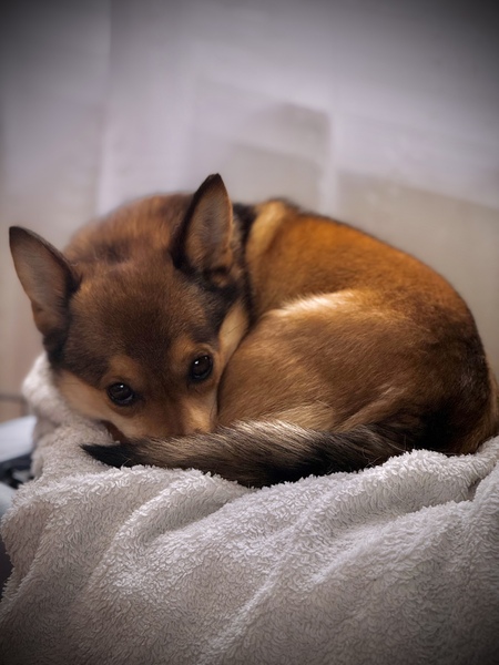 Entry image for Macchi (short for caramel macchiato). Clicking this image will show a larger photo