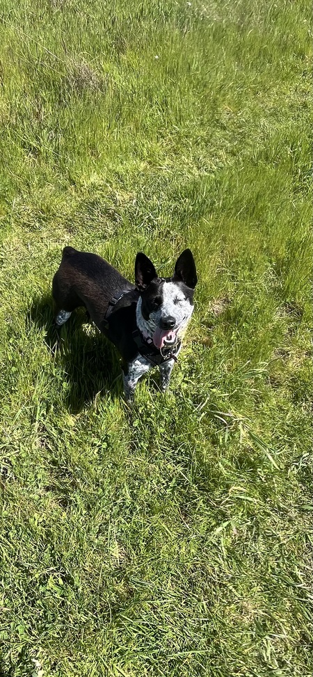 Entry image for Maggie. Clicking this image will show a larger photo