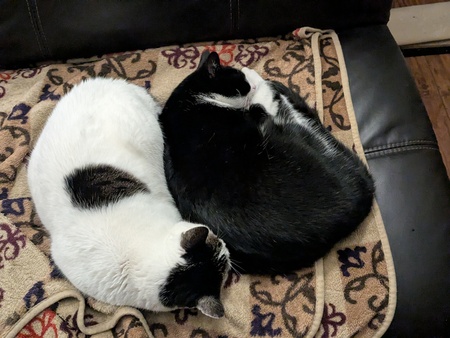 Entry image for Princess & Bandit. Clicking this image will show a larger photo