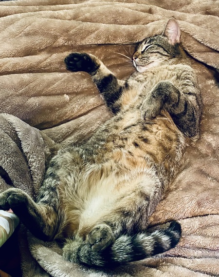 Entry image for Polly. Clicking this image will show a larger photo