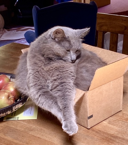 Entry image for Pearl. Clicking this image will show a larger photo