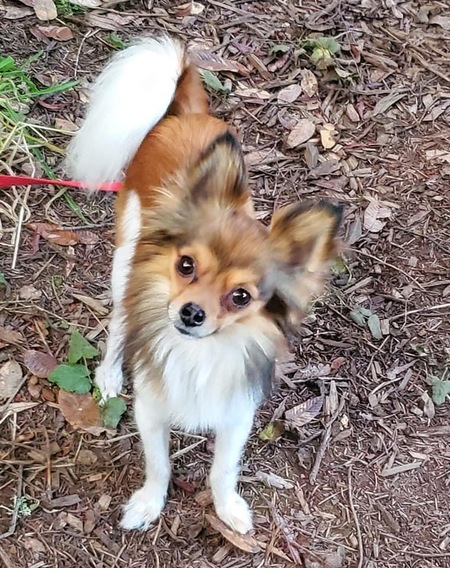 Entry image for Leo Perrito. Clicking this image will show a larger photo