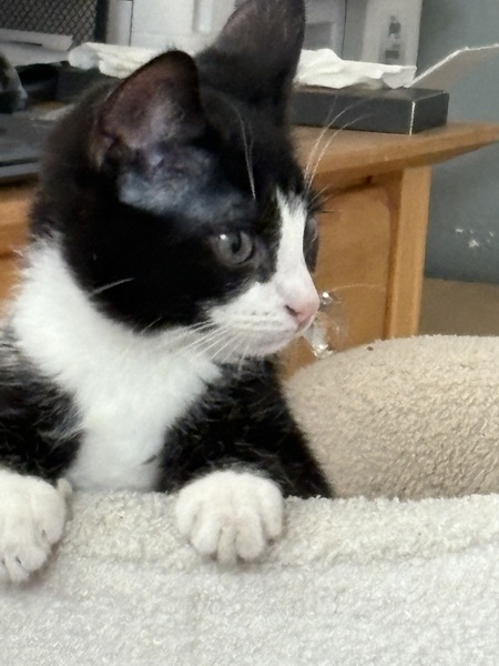 Entry image for Jasper. Clicking this image will show a larger photo