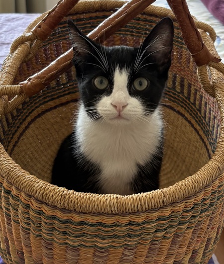 Entry image for Jasper. Clicking this image will show a larger photo