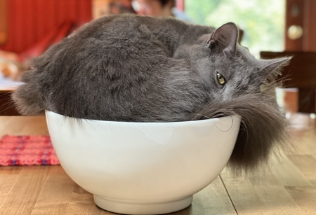 Entry image for Pearl. Clicking this image will show a larger photo