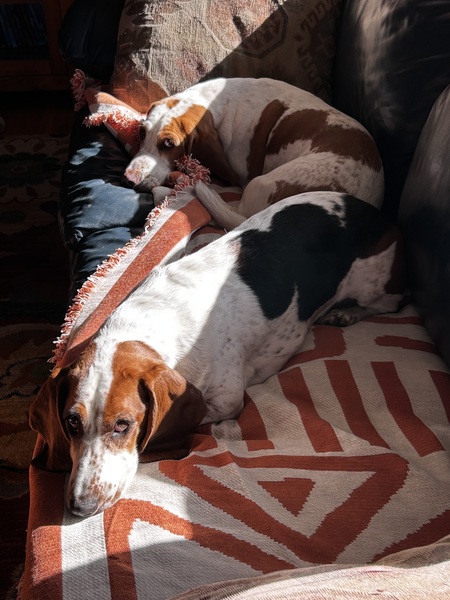 Entry image for Rocky and Lady. Clicking this image will show a larger photo