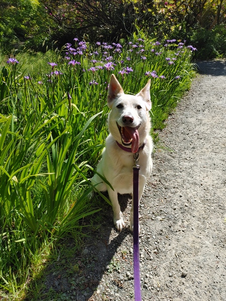 Entry image for Snow ❄️. Clicking this image will show a larger photo