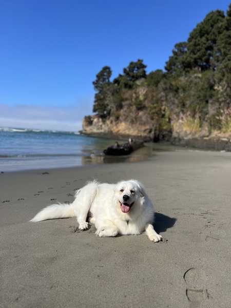 Entry image for Daisy. Clicking this image will show a larger photo