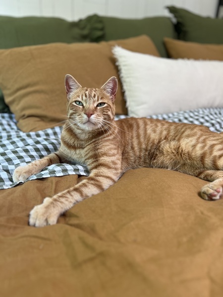 Entry image for Cobie. Clicking this image will show a larger photo