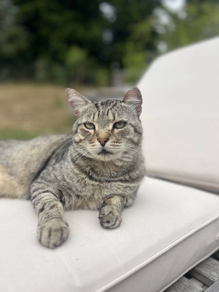 Entry image for Bruno . Clicking this image will show a larger photo