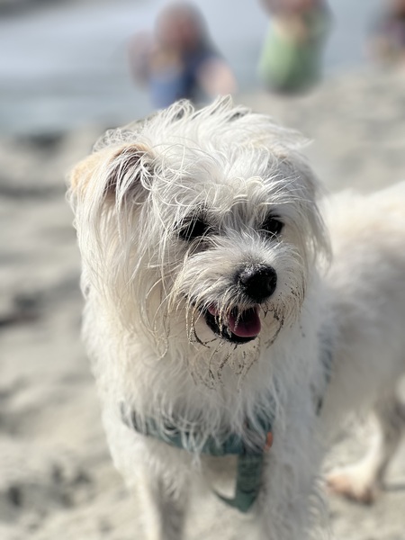 Entry image for Beans. Clicking this image will show a larger photo