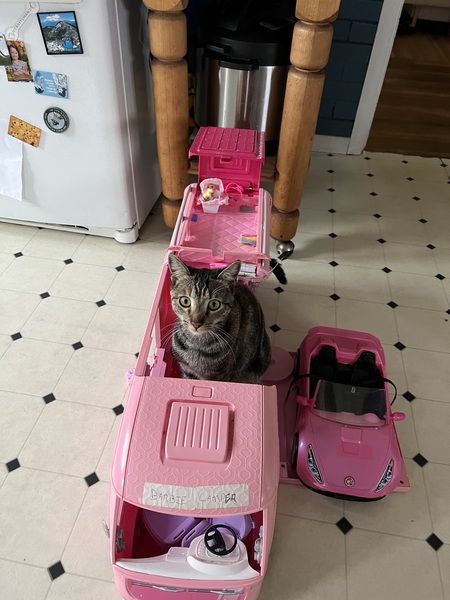 Entry image for Tiny Cat. Clicking this image will show a larger photo