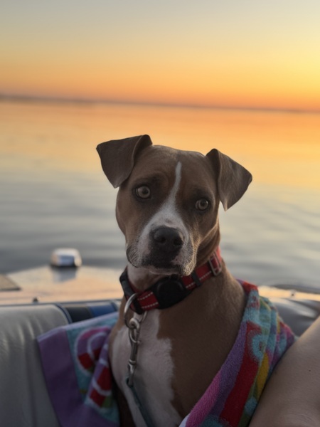 Entry image for Lucy. Clicking this image will show a larger photo