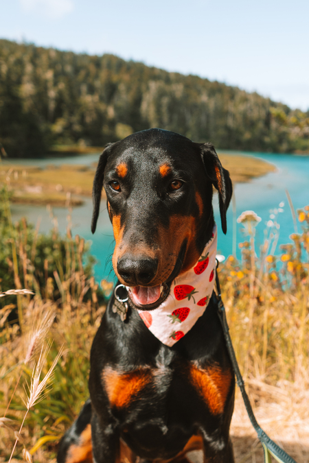Entry image for Roscoe . Clicking this image will show a larger photo