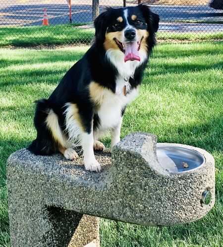 Entry image for Elfie. Clicking this image will show a larger photo