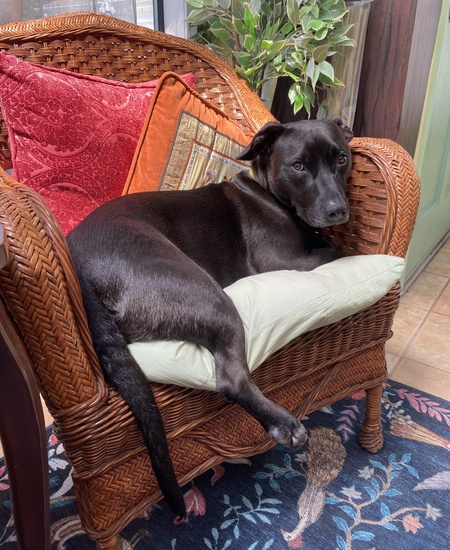 Entry image for Boo. Clicking this image will show a larger photo