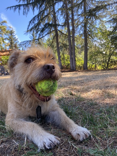 Entry image for Leika. Clicking this image will show a larger photo