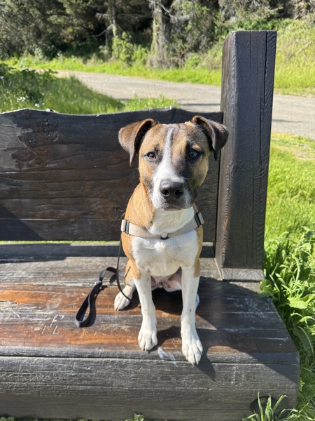 Entry image for Marley. Clicking this image will show a larger photo