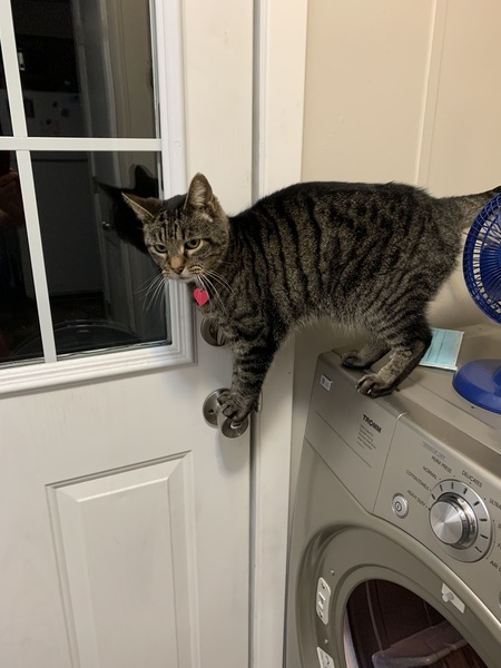 Entry image for Amy Lee. Clicking this image will show a larger photo