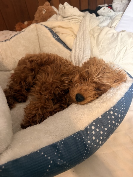 Entry image for Basil. Clicking this image will show a larger photo