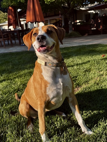 Entry image for Penny. Clicking this image will show a larger photo